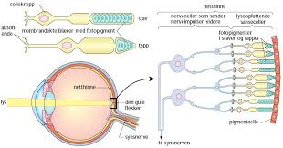 Pin Pa Clase Anatomia