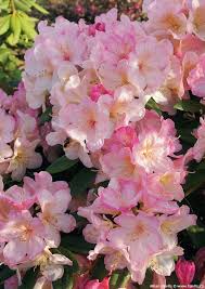 Rhododendron Yakushimanum Percy Wiseman Havlis Cz In 2020 Landscaping Retaining Walls Garden Soil Rhododendron
