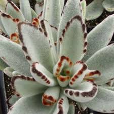 Kalanchoe Tomentosa Chocolate Soldier Long Fuzzy Felt Like Oval Shaped Leaves Soft Grey With Chocolate Brown M Succulents Plants Succulent Landscape Design