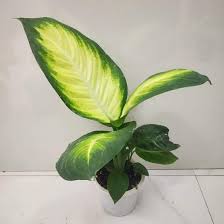 17 Best Indoor Dieffenbachia Varieties In 2020 Plants Perfect Plants Rare Plants