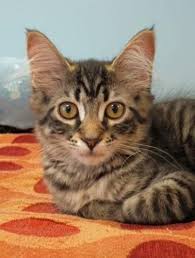 Tristan Domestic Medium Hair Tabby Brown Cat Veradale Wa Tabby Cat Tabby Brown Orange Tabby Cats