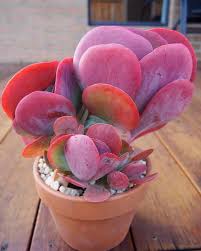 Pin On Succulents