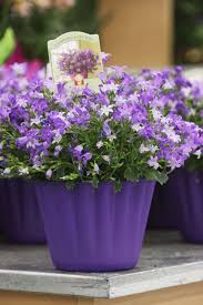 Weekly Ad Locator Campanula Flowers Purple Flowers Campanula