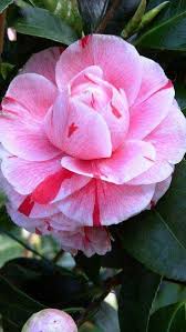 Camellia Japonica Comte De Gomer Shrub For Sale Online Uk Beautiful Pink Flowers Shrubs For Sale Beautiful Flowers