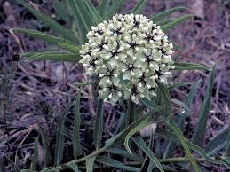 Asclepias Asperula Dcne Woods Spider Milkweed Antelope Horns Green Flowered Milkweed Spider Antelope Horns Asclepiadaceae Mil Plants Asclepias Milkweed