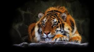 Tijger Background Google Zoeken Wilde Dieren Dieren Tijger
