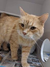 Adopt Duncan Adopted On Petfinder Orange Tabby Mean Cat Cat Behavior