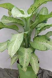 Amazon Com Details About Dumb Cane Aka Dieffenbachia Camouflage Premium Foliage Live Plant Fit 8 Pot Garden Outdoor Plants Live Plants Plant Leaves