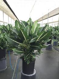Dieffenbachia Gallery Farm Life Tropical Foliage Variegated Plants Plants Household Plants