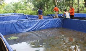 Teknik Pembesaran Ikan Lele Ikan Memancing Teknik