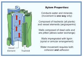 Transpiration Stream Bioninja