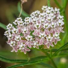 California Narrow Leaf Milkweed Asclepias Fascicularis Is A Western Native Species Of Asclepias Grown For Its Large W Milkweed Plant Milkweed Milkweed Flower