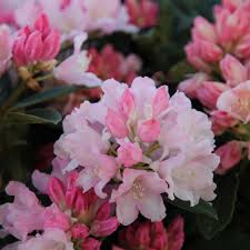 Rhododendron Dreamland Hybrid Rhododendron Flower Pots Flowers Beautiful Pink Flowers