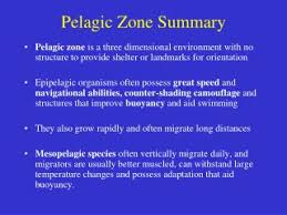 Ppt Pelagic Zone Summary Powerpoint Presentation Free Download Id 4489893