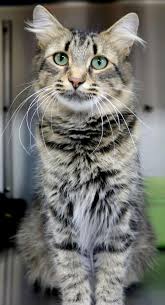 Pin On Adoptable Cats And Kittens