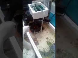 Kolam Ikan Dari Styrofoam Youtube