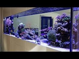 Rsm 130d top aquascapes/fts aquarium ideas pinterest tops. Beautiful Triton Reef Aquascape Room Divider 7 Months Old Youtube