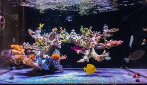 See more ideas about aquascape, reef tank, saltwater tank. Ideas On Floating Aquascape Reef2reef Saltwater And Reef Aquarium Forum