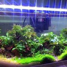 Lighting is another thing you must consider when creating the aquascape of your tank. Jual Yamano P1000 Lampu Aquarium Or Aquascape Hias Online Desember 2020 Blibli