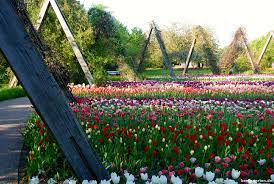 Finde hier alle aktuellen veranstaltungen in bonn mit terminen, tickets und veranstaltungsort. Tulipan Im Britzer Garten Berlingarten