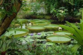 Der botanische garten dresden neben der gläsernen manufaktur ist zu jeder jahreszeit sehenswert. Ein Rundgang Durch Den Botanischen Garten Botanischer Garten Tu Dresden