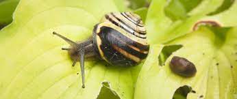 Snail rearing can be organized in big cages right in your backyard. All You Need To Know About Slugs And Snails