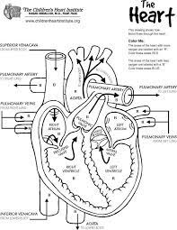 Each coloring page has one large image of a body organ and a tracing label. Diane Duane Photo Heart Diagram Nurse Nursing Study