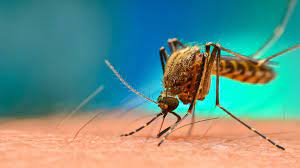 Click here to get free pest control quotes! What S The Best Way To Get Rid Of Mosquitoes