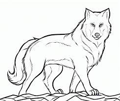These wolf coloring pages activity will not only interest them to color, but will also help them know the facts associated with various animals. Free Printable Wolf Coloring Pages For Kids Wolf Colors Animal Coloring Pages Wolf Drawing