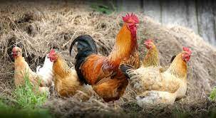 Hühner sind auch für die haltung als haustier im garten bestens geeignet. Huhner Halten Im Garten Grundlagen Der Huhnerhaltung Fur Anfanger Selbstversorger De
