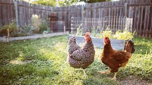 Beim kauf von eiern sind viele verunsichert: Huhner Halten Im Garten Alle Tipps Infos Zur Privaten Huhnerhaltung