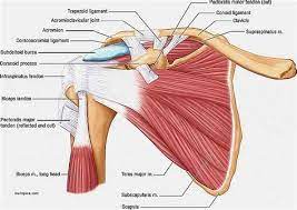 Biceps tendon, originating at the top of the shoulder socket, this tendon attaches to the biceps muscle, which allows the elbow to bend and the forearm to. Shoulder Ligaments And Tendons Diagram Quizlet