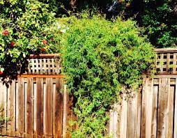 Alibaba.com offers 1,726 grass fence cover products. 13 Best Evergreen Vine Climbers