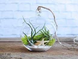 Open terrariums allow better air circulation around the plants, and therefore have fewer problems with disease. Sea Scape Air Plant Terrarium Air Plant Design Studio