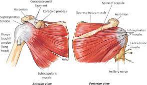 The shoulder anatomy includes the anterior deltoid, lateral deltoid, posterior deltoid, as well as the 4 rotator cuff muscles. Shoulder Anatomy Springerlink