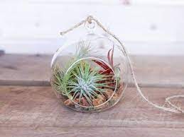 However, there are some varieties that grow as much as 3 ft (0.91 m) long and won't last long in a terrarium. Rustic Air Plant Terrarium Kit Air Plant Design Studio