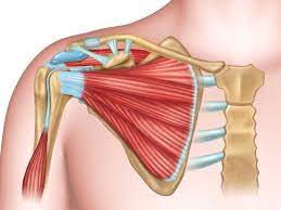 Tendons are fibrous cords attached to muscles and bone. Anatomy Of The Human Shoulder Joint