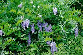 We attached pieces of wire fencing (on a roll) and fed the vine through it. Plants That Grow On Fences Covering Chain Link Fences With Vines