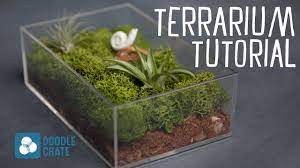 Ferns such as the variegated. How To Create An Air Plant Terrarium Youtube
