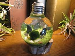 Really Want This For The Collection Marimo Terrarium Terrarium Marimo