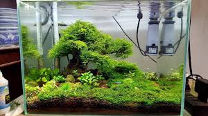 Small Bonsai Driftwood Aquarium Tree Natural Handcrafted Fish Tank Decoration Fresh Water Fish Tank Fish Tank Decorations Fish Tank