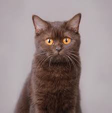 British Brown Chocolate Cat British Shorthair Cats British Shorthair British Shorthair Kittens