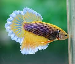 #betta fish #female betta #male betta #betta #fishblr #fishbowl. Purple Gas Female Betta Betta Fish Tank Betta Fish