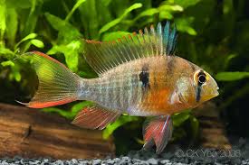 Pin On Aquarium Care