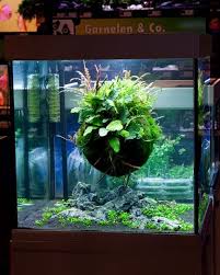 142728159 Bioskv7r 19web Fresh Water Fish Tank Aquarium Fish Tank Aquarium Fish