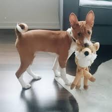 Give a home to this cute puppy. Basenji Puppies For Sale In California In Arcata California Puppies For Sale Near Me