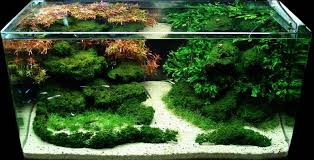 Aquascape Design Sparkling Oasis Aquascape Design Aquascape Planted Aquarium
