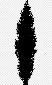 Pine Tree Conifers Evergreen Bush Silhouette Leaf Branch Png Pngegg Search more hd transparent hedge image on kindpng. pine tree conifers evergreen bush