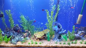 20 Pictures Things To Know About Aquascaping For Beginners Aquarium Backgrounds Aquascape Fish Background