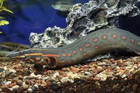Fire Eel Shw Mastacembelus Erythrotaenia Aquarium Fish Aquarium Fish Tank Tropical Fish Aquarium